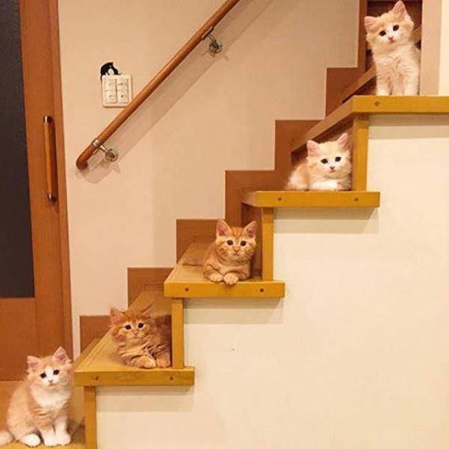 a kitten for each stair, cat