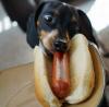 hot dog dog eating a hot dog