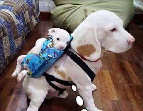 just a good dog taking care of his child, puppy back pack