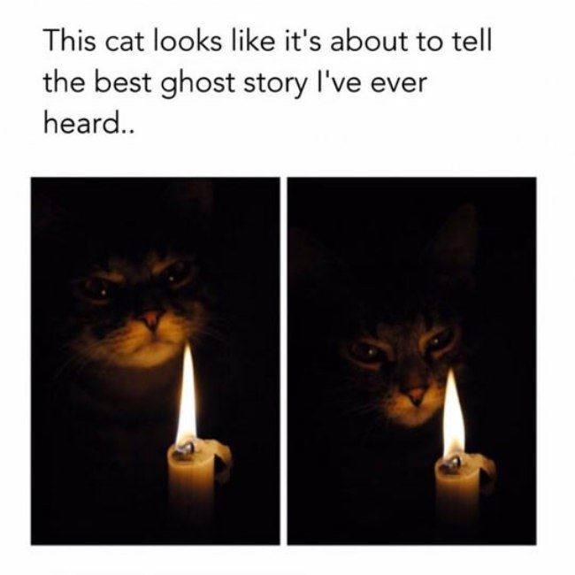 this cat looks like it's about to tell the best ghost story i've ever heard