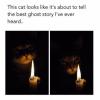 this cat looks like it's about to tell the best ghost story i've ever heard