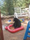 black bear sitting in inflatable pool