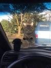 when you park in the wrong neighbourhood, angry cat on your windshield