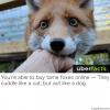 you're able to buy tame foxes online, they cuddle like a cat but act like a dog