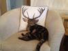 just a cat with antlers, perspective