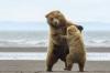 just some dancing bears on the beach