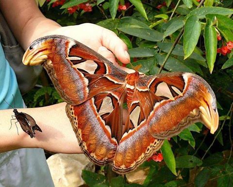 giant butterfly, insect