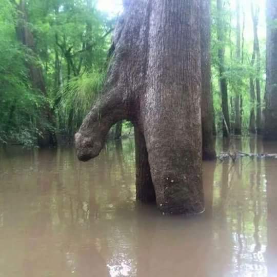 tree with a big dick, nsfw