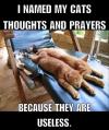i named my cats thoughts and prayers because they are useless