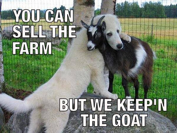 you can sell the farm, but we keep'n the goat, dog hugging goat