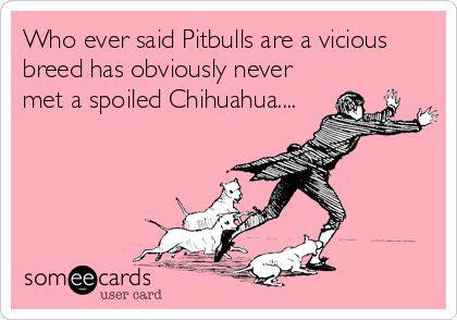 who ever said pitbulls are a vicious breed has obviously never met a spoiled chihuaha, ecard