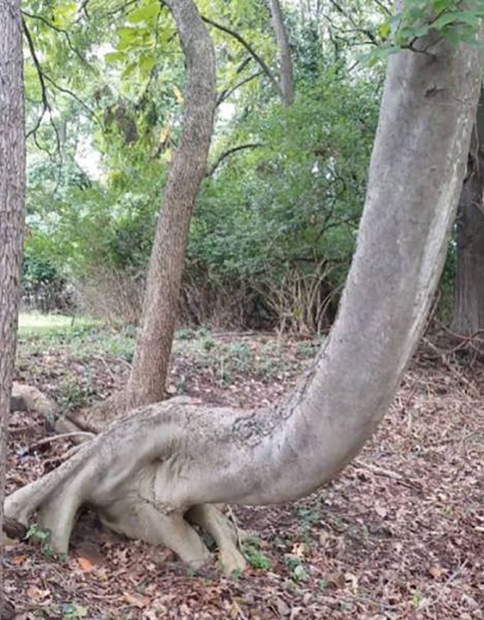 buried elephant tree