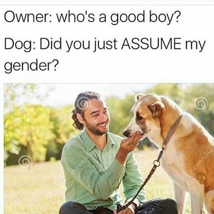 who's a good boy?, did you just assume my gender?