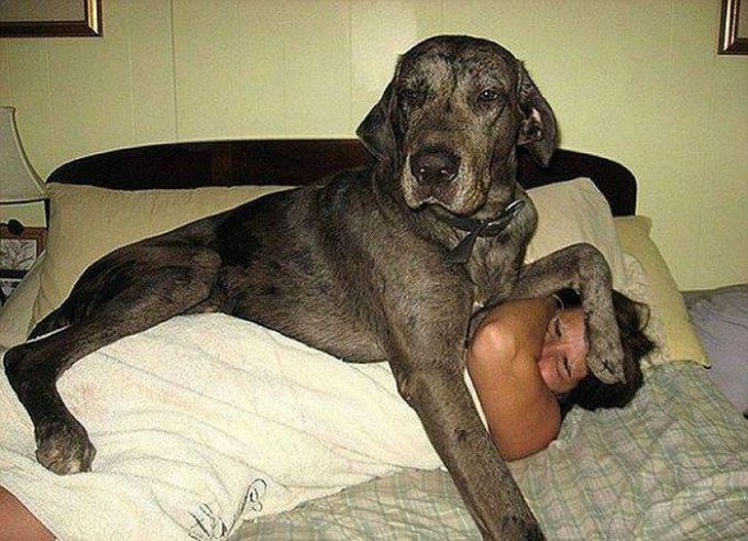 large dog crushing sleeping human