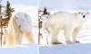 polar bear cub knows how to hide from his mother