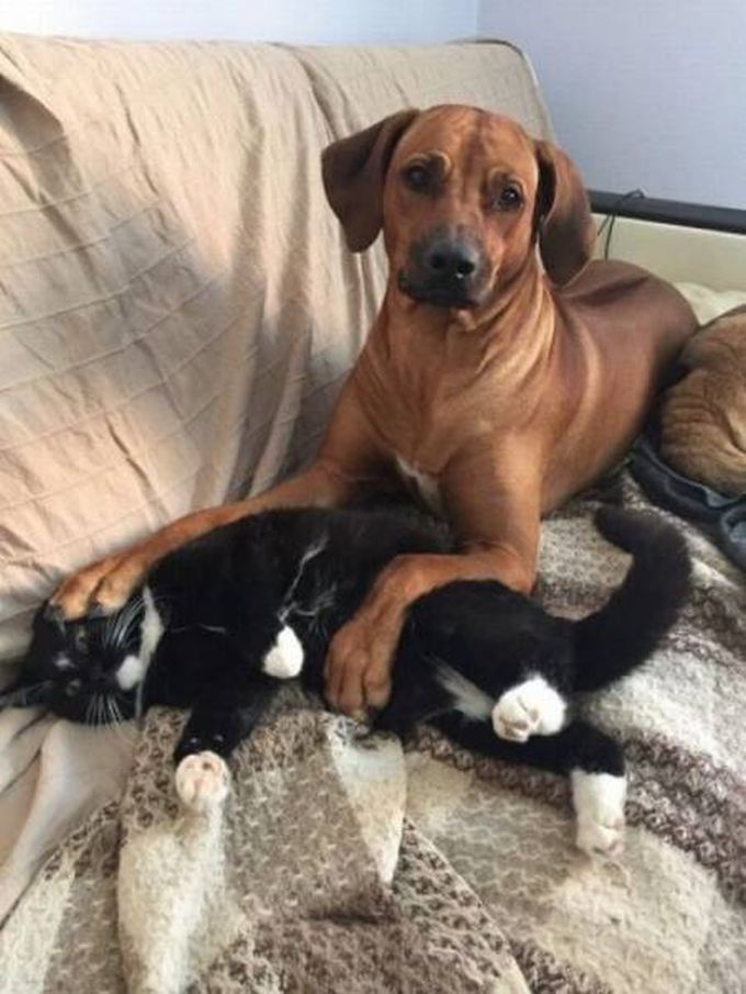 big dog with paws on cat