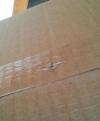 spider stuck in shipping box tape, delivery fail