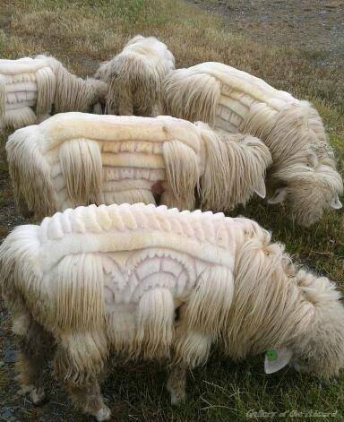 just some sheep with art carved into their wool