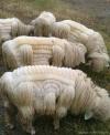 just some sheep with art carved into their wool