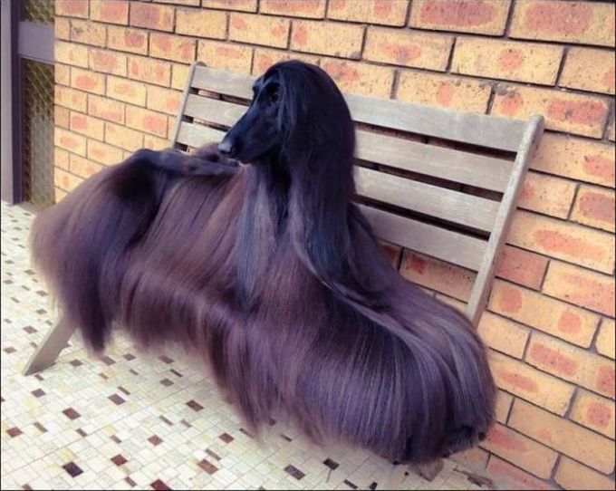 the sassoon hound