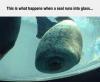 this is what happens when a seal runs into glass, collapsed face, lol