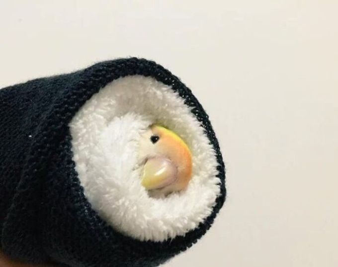 bird sushi