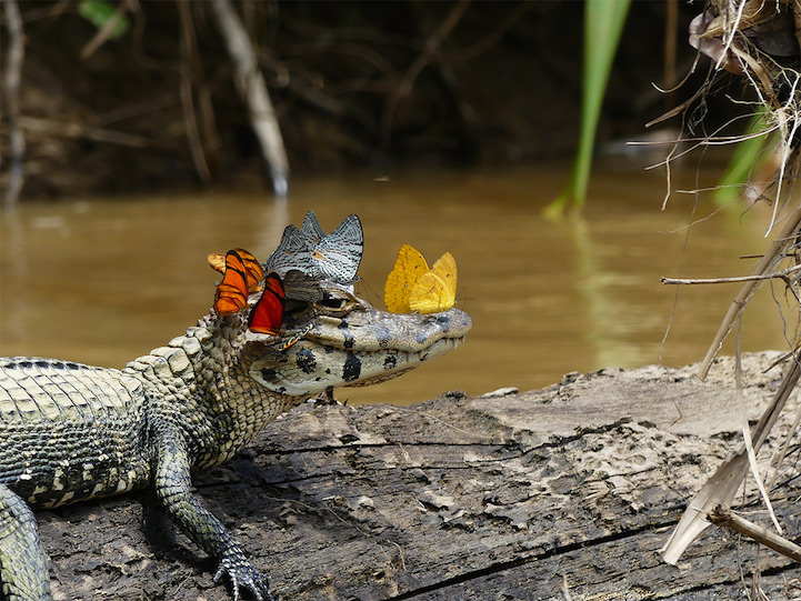 once-in-a-lifetime photo captures a caiman wearing a crown of butterflies in the amazon