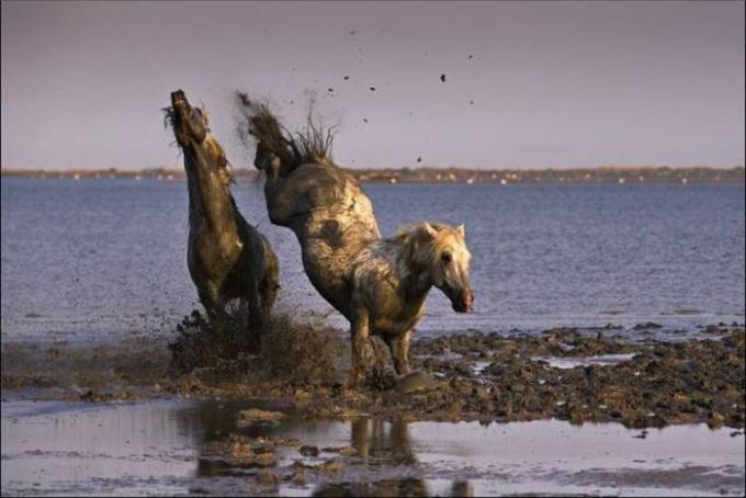horses playing and fighting in the mud, headshot