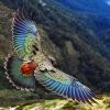 kea parrot found only in the south island of new zealand and the only alpine parrot in the world