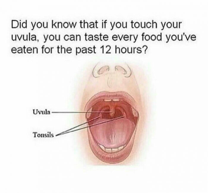 did you know that if you touch your uvula, you can taste every food you've eaten for the past 12 hours?, troll