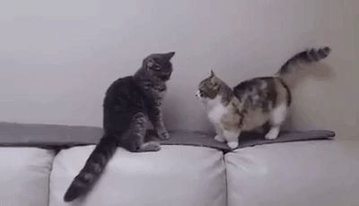 not so fast stubby, cat paws head to stop attack