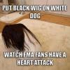 put black wig on white dog, watch fnma fans have a heart attack, meme, prank, troll