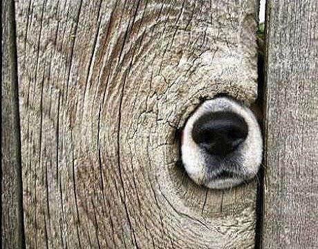 what sort of fence is this?, dog nose through hole in wood fence