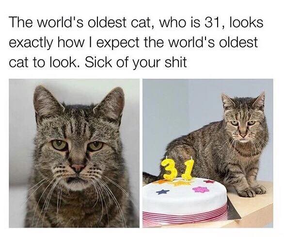 the world's oldest cat, who is 31, looks exactly how i expect the world's oldest cat to look, sick of your shit