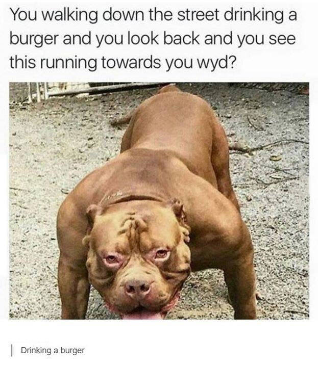 you walking down the street drinking a burger and you look back and you see this running towards you, what you do?, drinking a burger, muscular dog