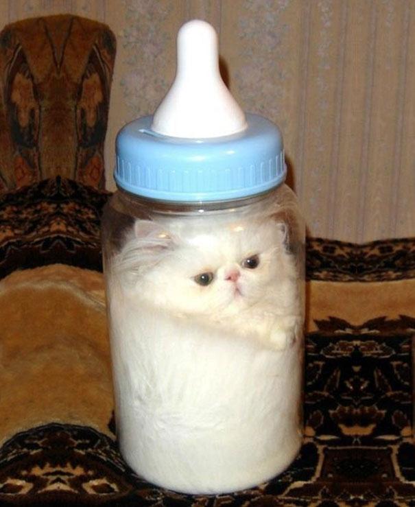 a bottle of cat milk, proof that cats are liquids