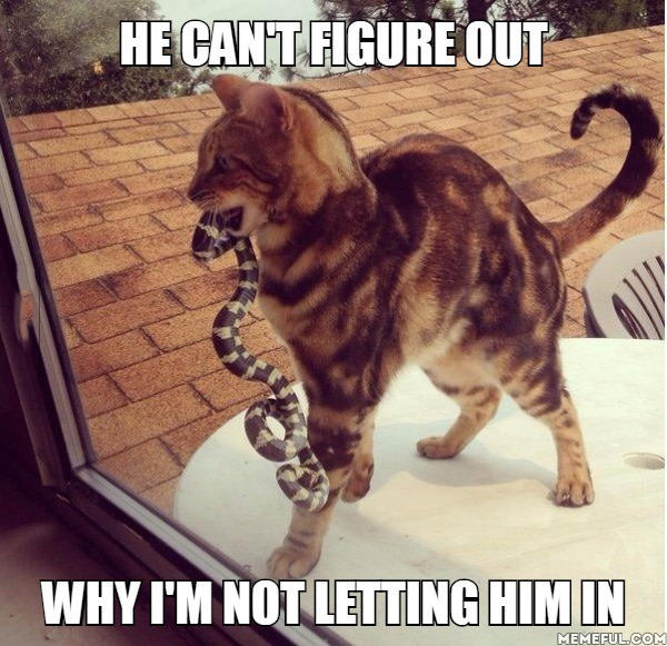 he can't figure out when i'm not letting him him, cat with a big snake, meme