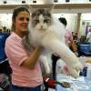 really large pussy cat