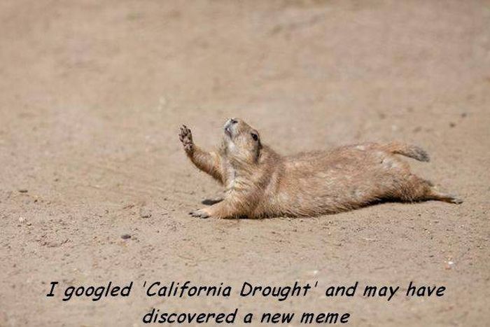 i googled california drought and may have discovered a new meme