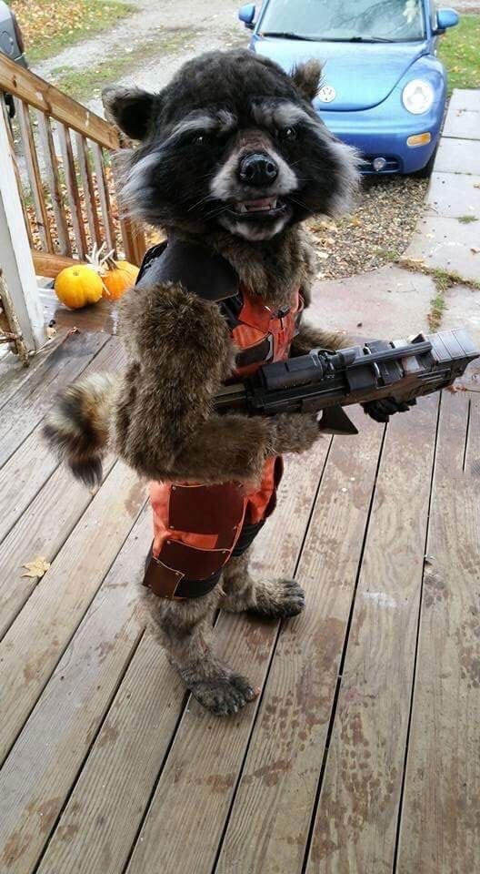 this kid dressed as rocket racoon wins the costume awards, halloween
