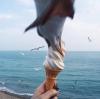seagull stealing ice cream, timing