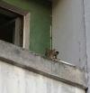 sniper cat knows exactly where you are