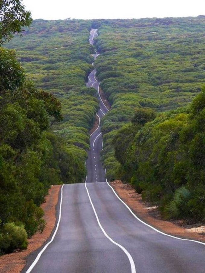 winding road through a forest
