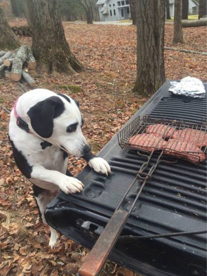 dog shameful about wanting bbq hamburgers