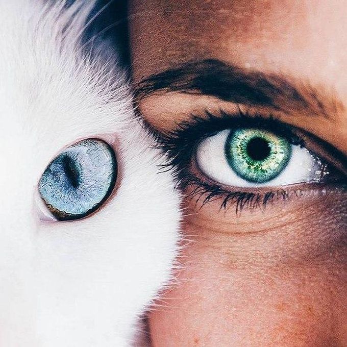 human eye and cat eye, beautiful