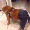 jeans wearing dog