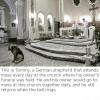 the is tommy, a german shepherd that attends mass every day at the church where his owner's funeral was held, he and his owner would go to mass at this church together daily, and he still returns when the bell rings