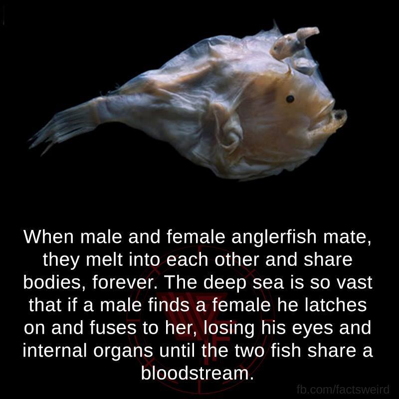 when male and female anglerfish mate, they melt into each other and share bodies forever, the deep sea is so vast that if a male finds a female he latches on and fuses to her, losing his eyes and internal organs