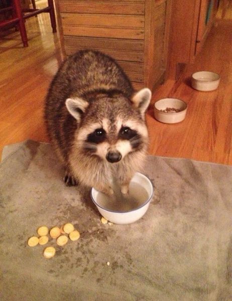 raccoon washing his crackers