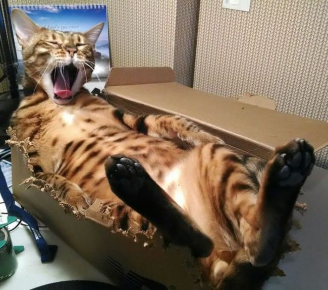 yawning bengal leopard in a box